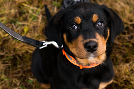 gute rottweiler puppiesの写真素材