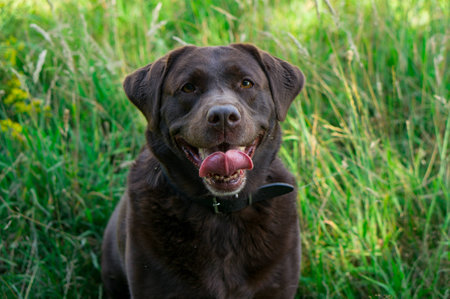 brown labrador outside looking at the cameraの写真素材