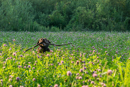 Brown Labrador is running with his stick through a field of flowers. Dog is having while playing fetchの写真素材