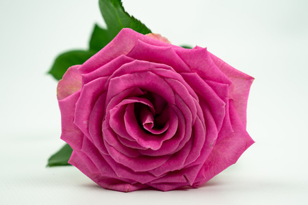 pink rose lying down on his side, isolated on a white backgroundの写真素材