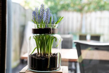 grape hyacinth in a glass vase, standing in front of an window at home