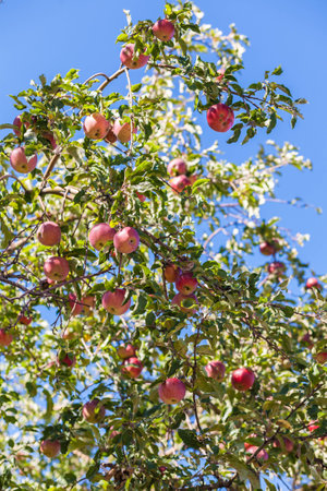 This and the famous Almaty aport - apples