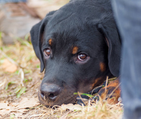 so cute rottweilerの写真素材