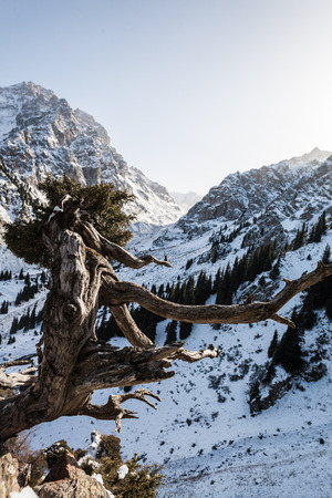 beautiful winter mountainsの写真素材