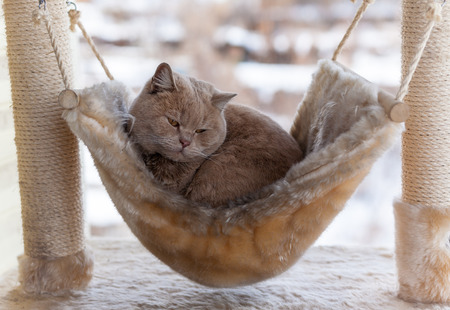 fat sleepy catの写真素材