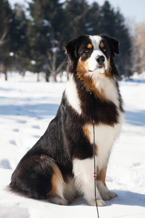 beautiful dogs on the big dog showの写真素材