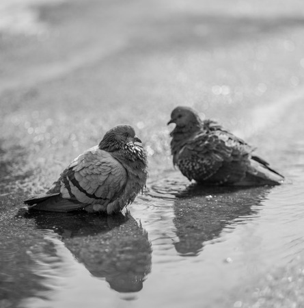 street birds preen feathersの写真素材