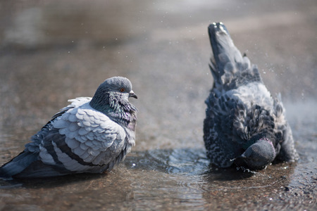 street birds preen feathersの写真素材