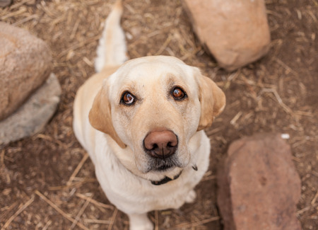 Dog in nature looks into the distanceの写真素材
