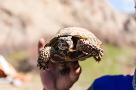 wild turtleの写真素材