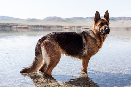 Dog Outdoorsの写真素材