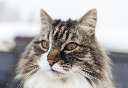 real mountain cat in winterの写真素材