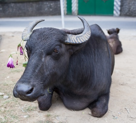 Portrait of domestic buffalo in Nepal 2