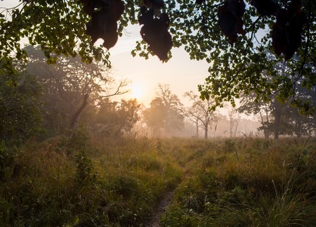 Fantasy African lanscape of the beautiful sunrise in savannahの写真素材