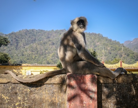 Little monkey in a Buddhist temple in the Nepalの写真素材