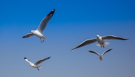 Common black-headed gull in Thailandの写真素材