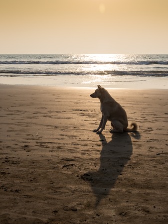Jack Russell Terrier looks out over a beachの写真素材
