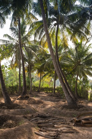 Untouched tropical beach in the India, Goaの写真素材