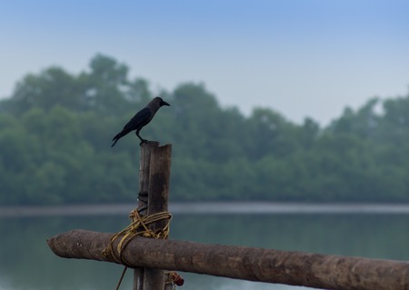 Common black headed gull in the Thailandの写真素材
