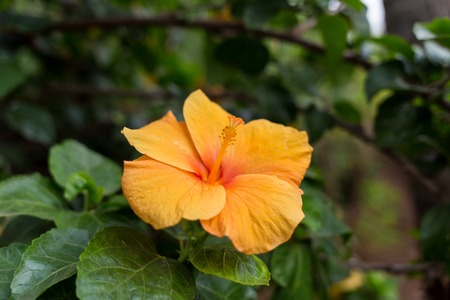 Blossom tree over nature background, Spring flowers,Spring Backgroundの写真素材