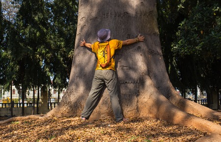 The sacred tree - located in the temple - a place of worship of people, in the Indiaの写真素材