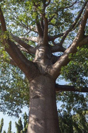 The sacred tree - located in the temple - a place of worship of people, in the Indiaの写真素材