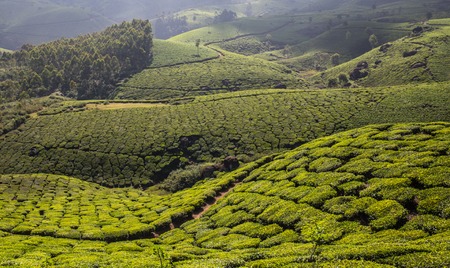 Tea plantation Cameron highlands in the India, Munnar