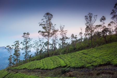 Landscape with green fields of tea in Sri Lankaの写真素材