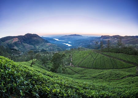 Landscape with green fields of tea in Sri Lankaの写真素材