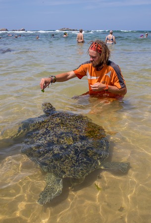 Green Sea Turtle in the beach Shri Lankaの写真素材