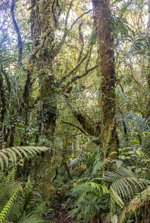 A scene looking straight into a dense tropical rain forest, taken in Philipines