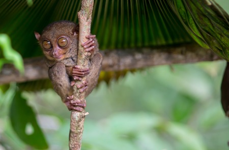 Smiling cute tarsier sitting on a tree, Bohol island, Philippinesの写真素材