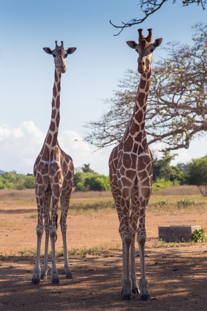 A group of Rothschild's giraffes cross a road in Murchison national park. Unlike any other giraffe sub subspecies the Rothschild's giraffe does not display any markings on the lower legs.の写真素材