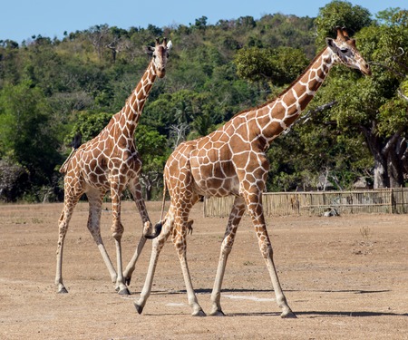 A group of Rothschild's giraffes cross a road in Murchison national park. Unlike any other giraffe sub subspecies the Rothschild's giraffe does not display any markings on the lower legs.の写真素材