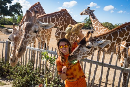 Girl Feeding Giraffe at national park in Philippinesの写真素材