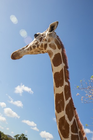 Giraffe in front of Kilimanjaro mountain - Amboseli national park Kenyaの写真素材