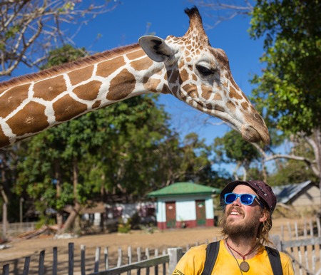 Giraffes and man in Kruger park South Africaの写真素材