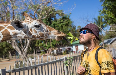 Giraffes and man in Kruger park South Africaの写真素材