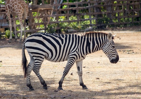 A plains Burchells Zebra Equus burchelli in natural habitat, South Africaの写真素材