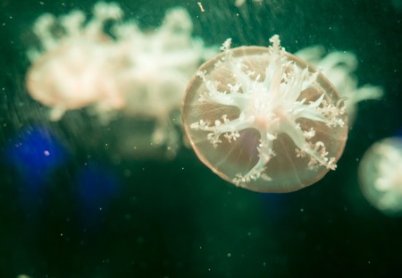 Moon jellyfish   Aurelia aurita in an aquarium.の写真素材