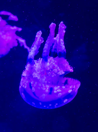 Moon jellyfish   Aurelia aurita in an aquarium.の写真素材