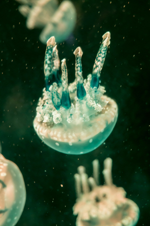 Moon jellyfish   Aurelia aurita in an aquarium.