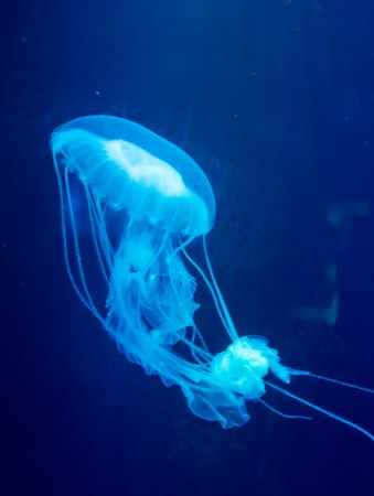 Moon jellyfish   Aurelia aurita in an aquarium.の写真素材