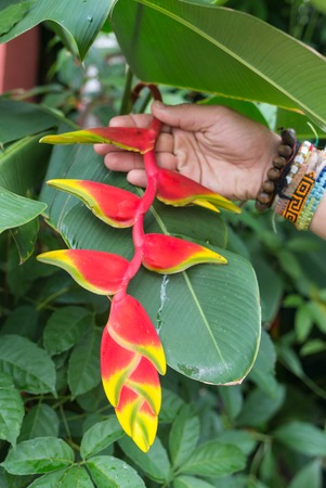 Beautiful orchid - phalaenopsis, against natural green background in  greenhouseの写真素材