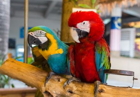 Colorful couple macaws sitting  on log in Malasiaの写真素材