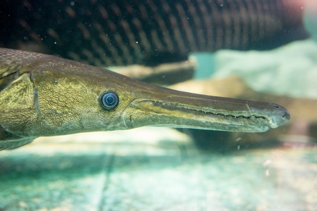 Photo of a tropical Fish on a coral  reefの写真素材