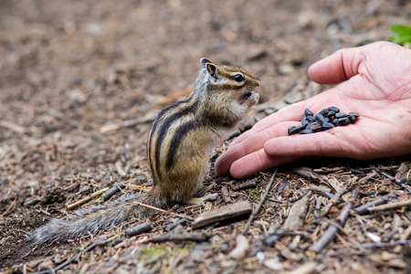 Chipmunk eating food from the palm of a  humanの写真素材