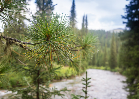 Background of Christmas tree in the forestの写真素材