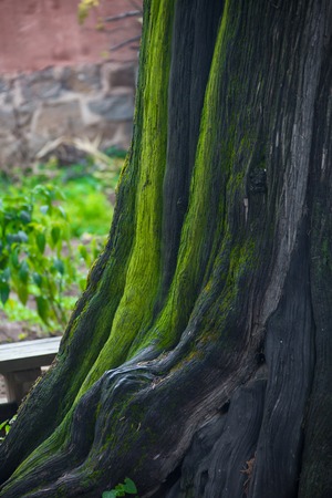 big tree roots and sunbeam in a green  forestの写真素材