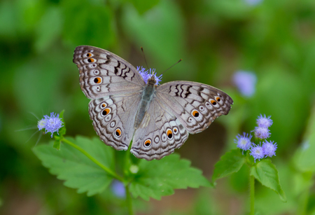 Butterfly. Butterfly on flower. Butterfly in tropical garden. Butterfly in nature.の写真素材